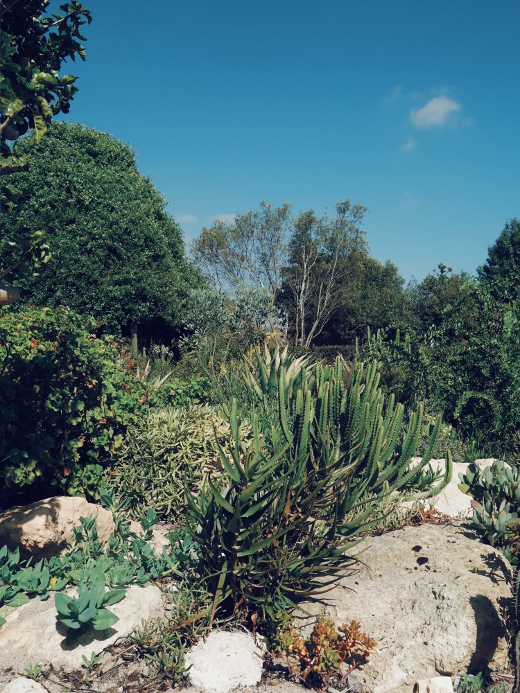 Le jardin semi-aride