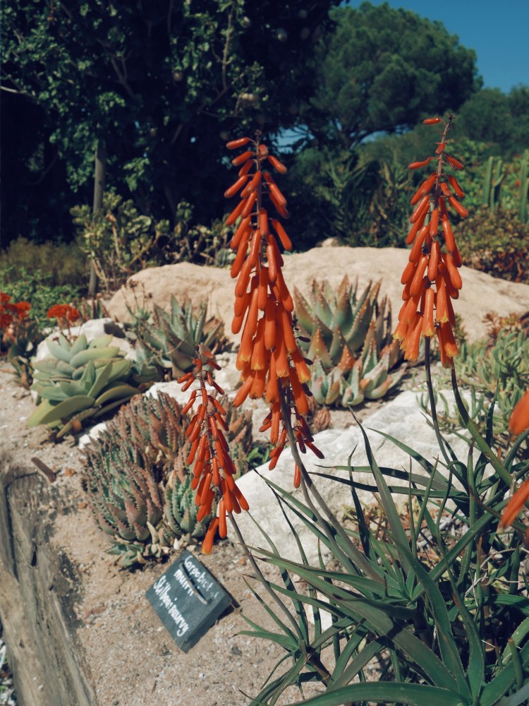 Le Jardin de Babylonstoren